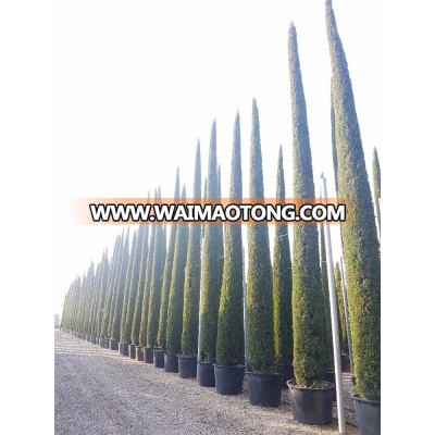 Cupressus sempervirens 10 m high