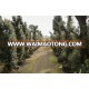 Olea europea extra high 12 m